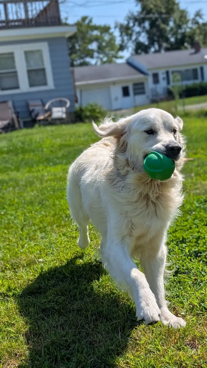 A cream golden retriever trotting across the yard with a green ball