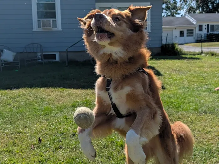 A red and white collie mix leaping off the ground to catch a tennis ball in the yard