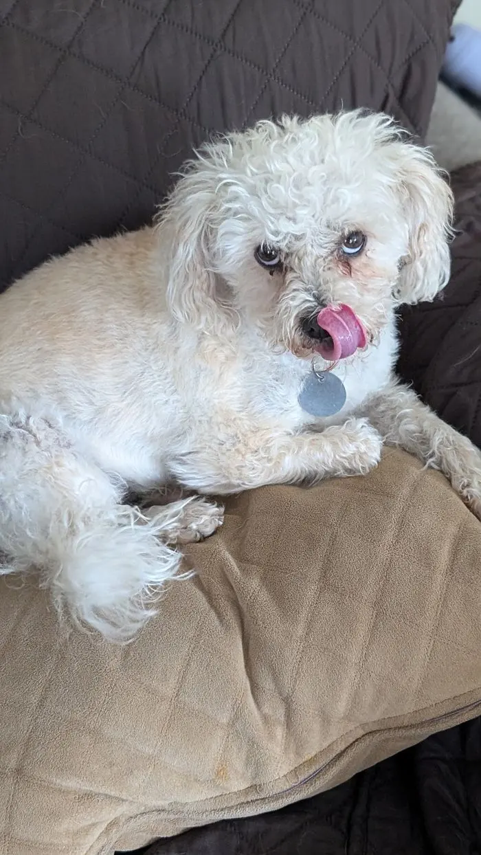 A small white bichon lounging on the couch with their tongue out