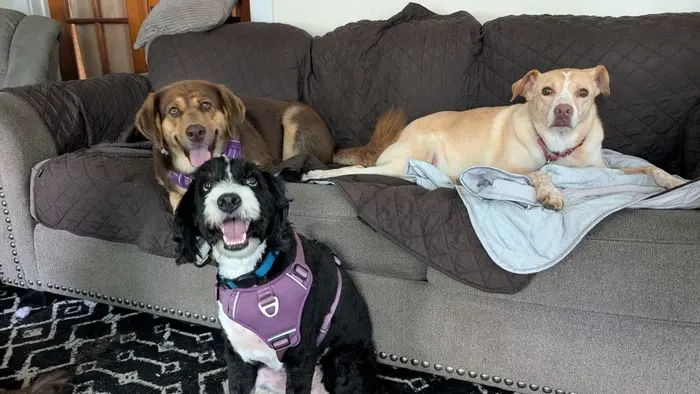 Three dogs sharing the couch indoors