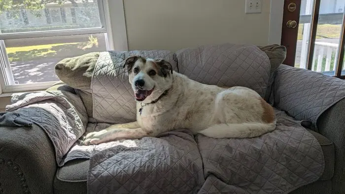 A shepherd mix stretched out on the couch at the end of the day