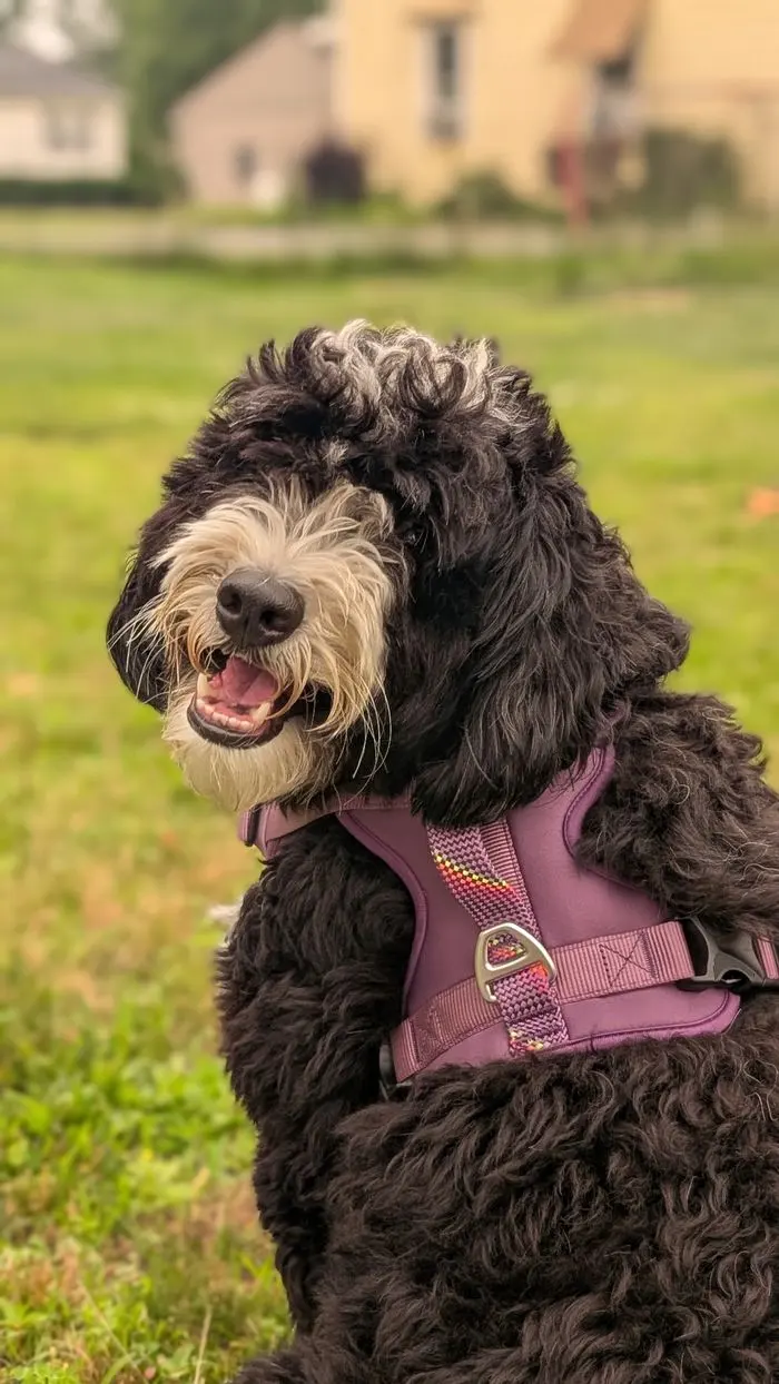 A brown doodle in a pink harness out on the lawn