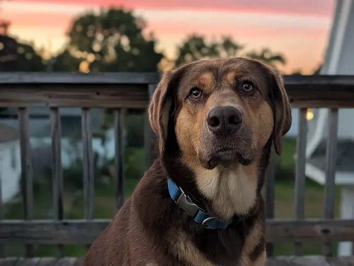 A brown and tan hound sitting out on the deck under a pink sunset sky