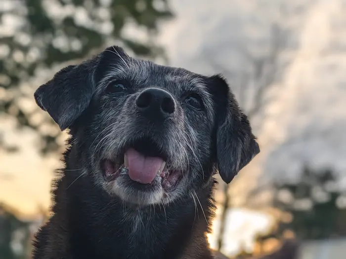 A black terrier mix grinning on an evening walk with the sun going down behind the trees