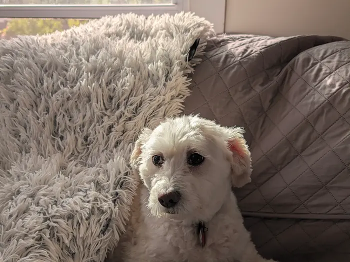 A small white dog settled on a blanket on the couch for the evening