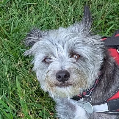 Georgie, a small grey scruffy chihuahua-poodle mix, lying in the grass