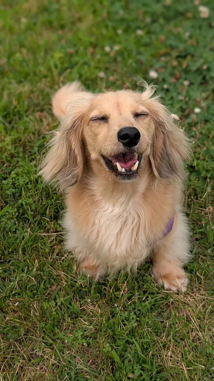 A long-haired cream dachshund lying in the grass with a grin
