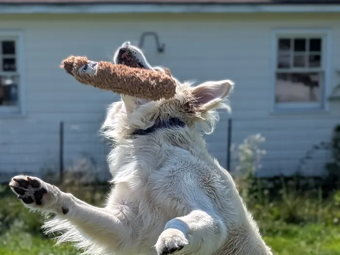 A white dog leaping off the ground after a toy
