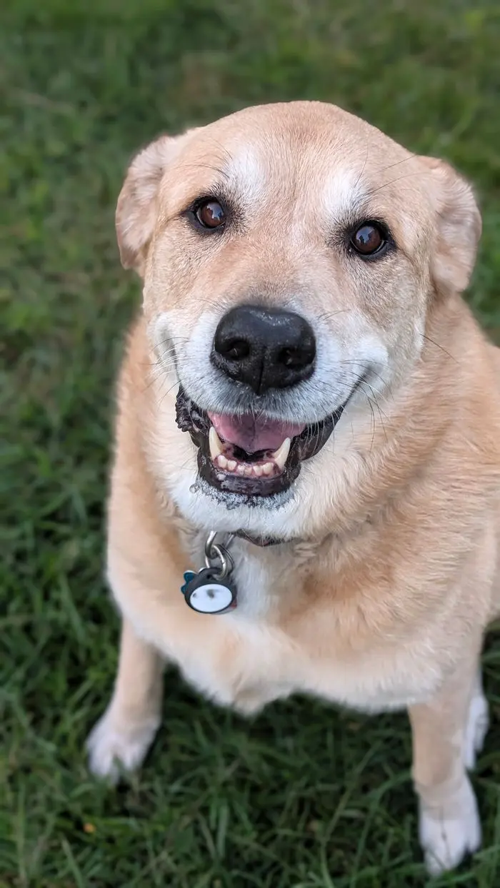 A yellow lab mix grinning up at the camera