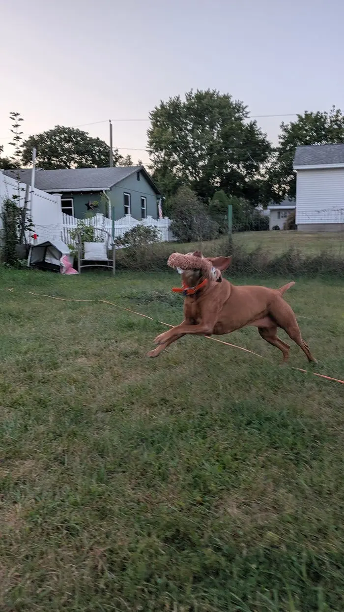 A red vizsla at a full run across the back yard