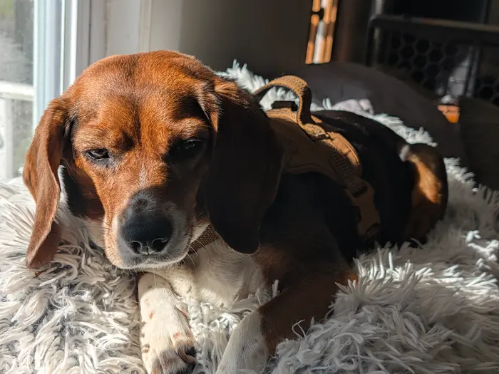 A beagle awake on a sheepskin bed in the morning light
