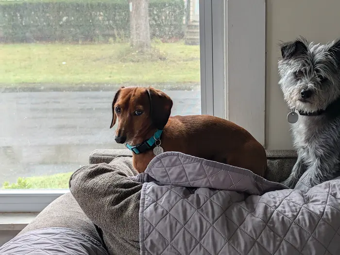 A dachshund and a grey terrier watching out of the window first thing in the morning