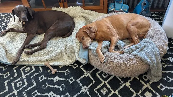 A chocolate lab and a yellow lab asleep on dog beds in the living room