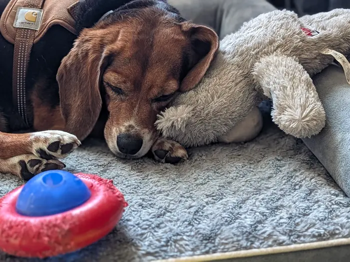 A beagle asleep on a dog bed with a stuffed toy, a chew toy in the foreground