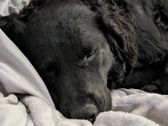 A black dog asleep on a pale blanket, settled in for the night