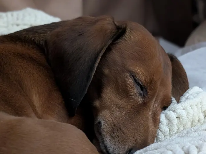 A red hound fast asleep with his head on a chunky knit blanket