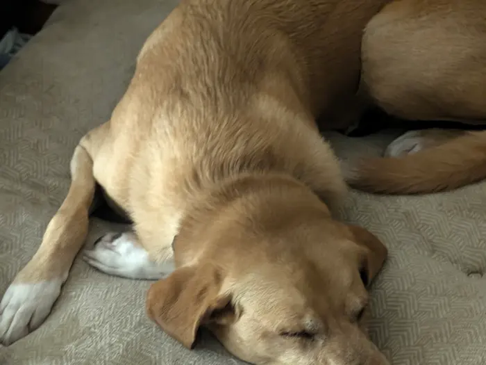 A yellow lab stretched right out asleep on a dog bed