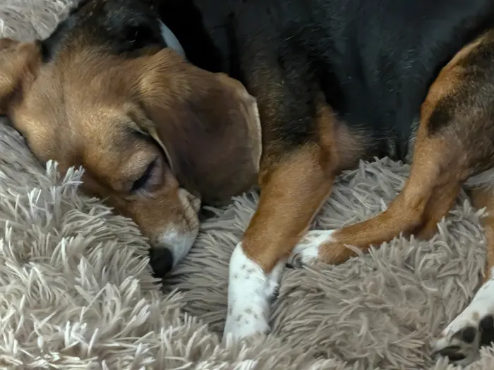 Two dogs asleep alongside each other on a sheepskin rug