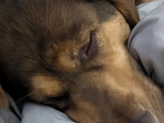 A shepherd mix asleep with his head on a pillow