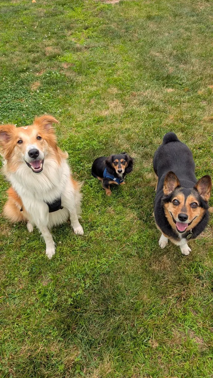 Three dogs sitting on the grass looking up at the camera