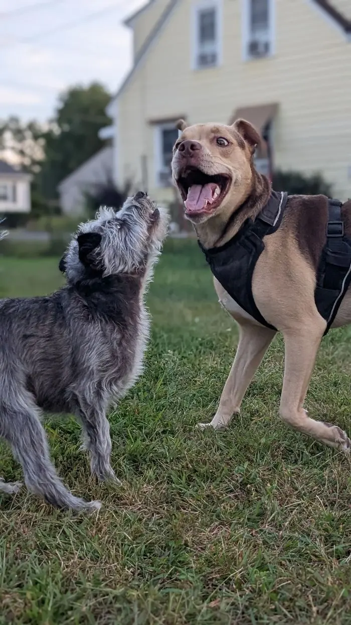 Georgie and a tan hound play-wrestling in the yard