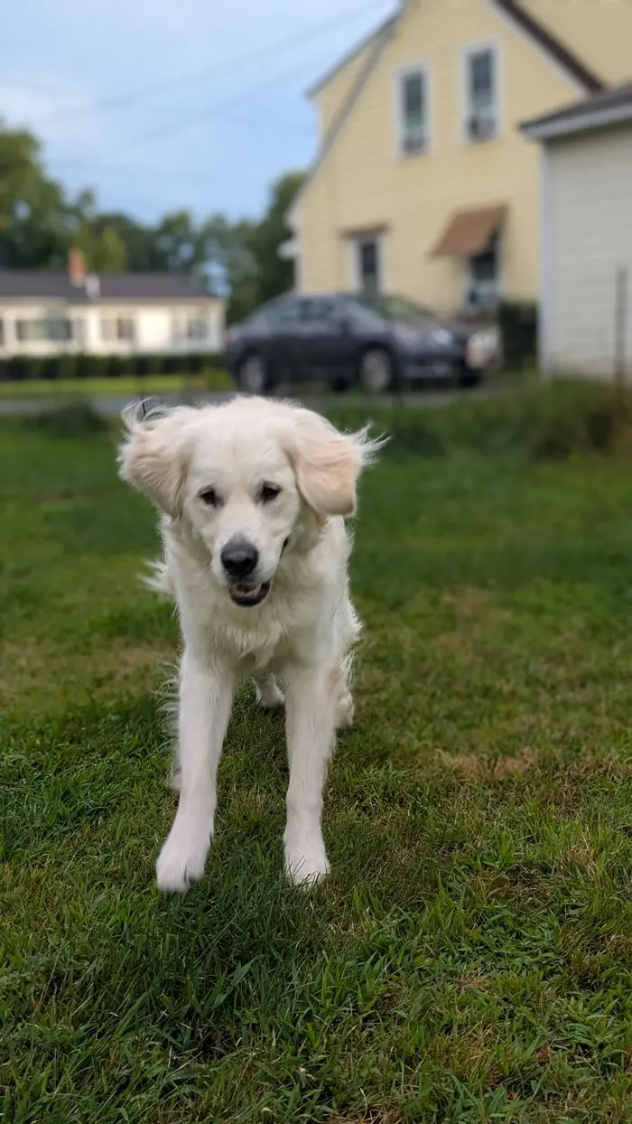 A white golden retriever puppy running across the grass toward the camera