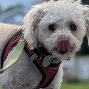 Sandy, a small white curly-coated dog, out on a walk