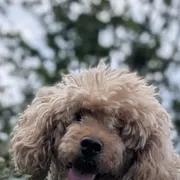 Griffin, an apricot poodle, out in the garden
