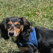 Judith's long-haired dachshund lying in the grass in a blue harness