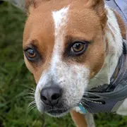 Matt's brown and white hound mix looking up at the camera