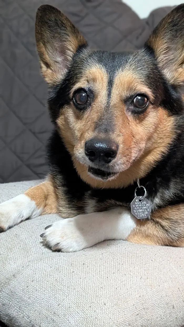 A corgi mix resting indoors on a quilt, watching the door