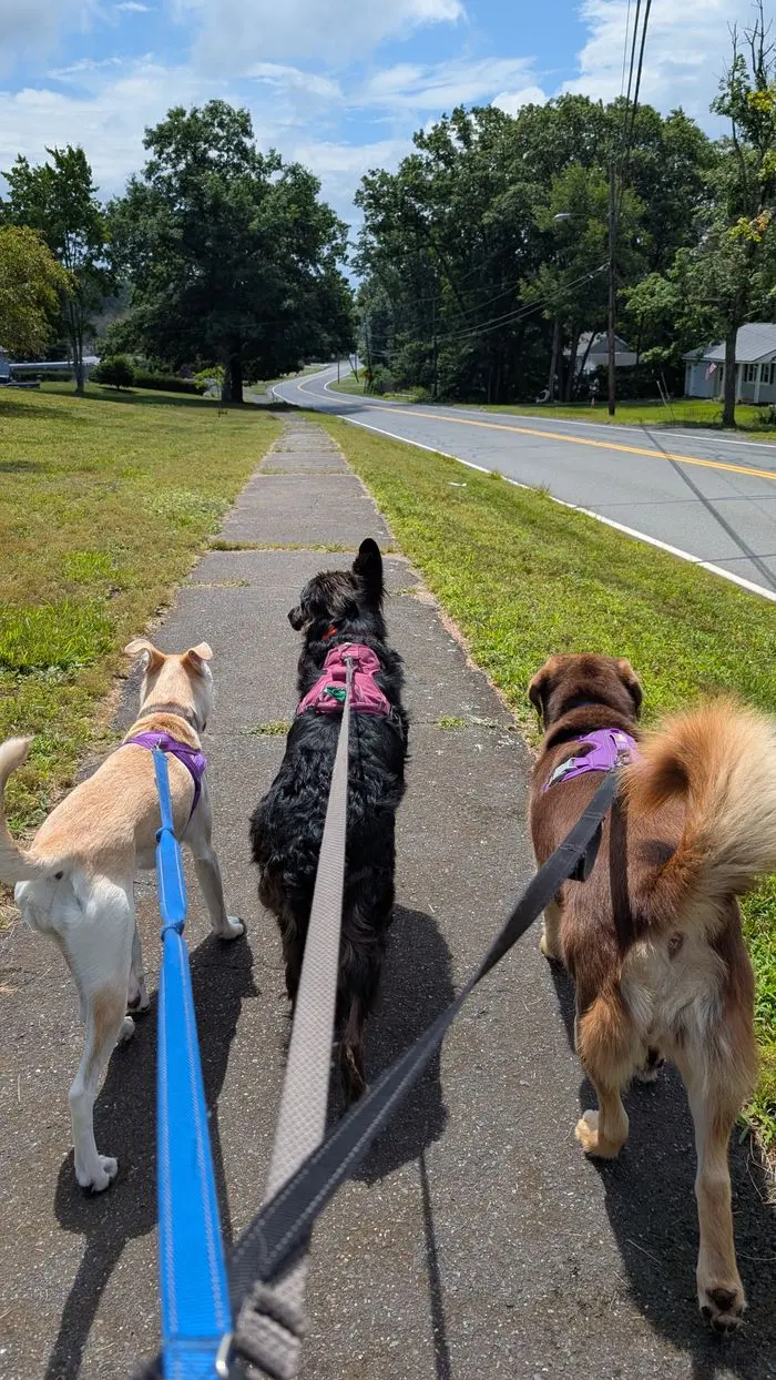 Three dogs on leashes walking together down a tree-lined sidewalk