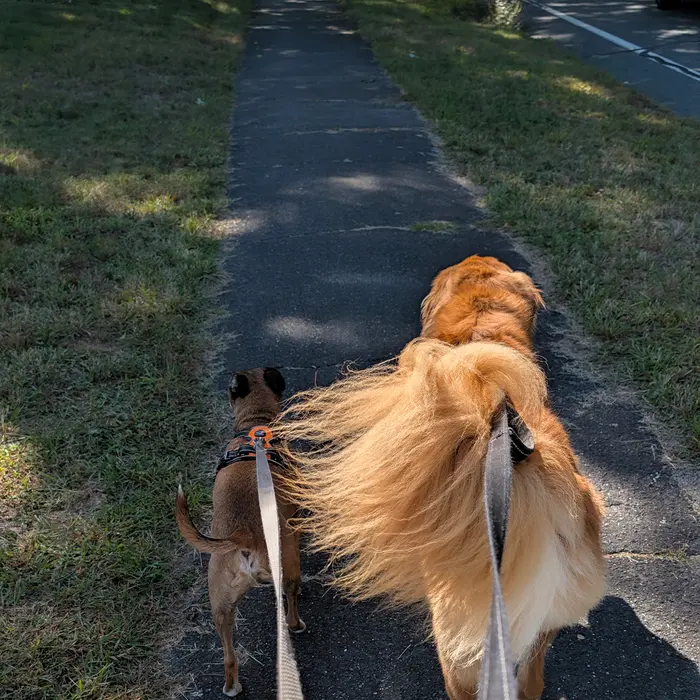 Two dogs on leash walking away down a shaded path