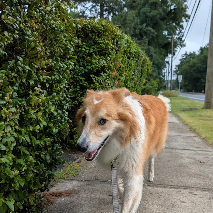 A cream collie walking toward the camera past a tall hedge