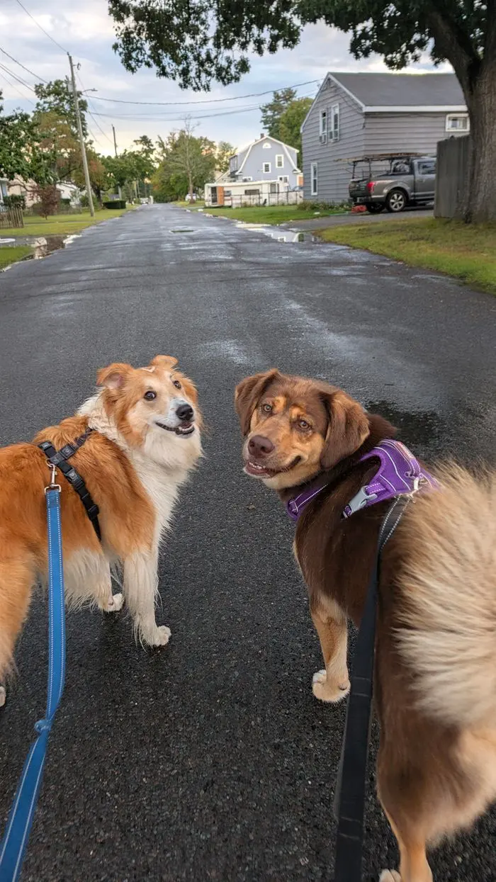 Two dogs walking side by side down a quiet street
