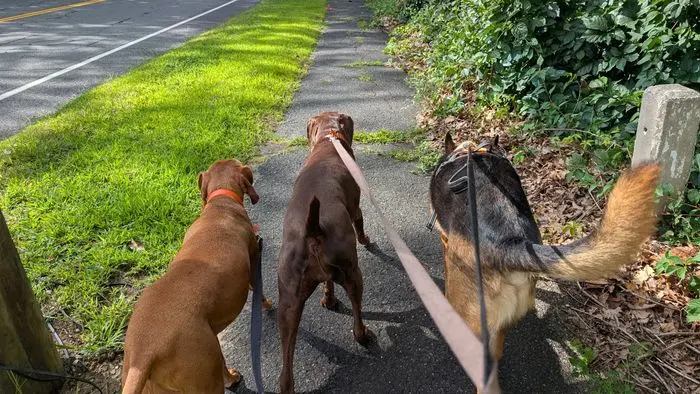 Three large dogs on leash heading down a shaded path on their afternoon walk
