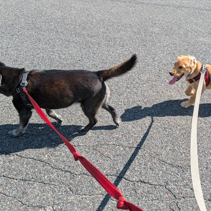 A brown dog and a golden puppy out on a walk together