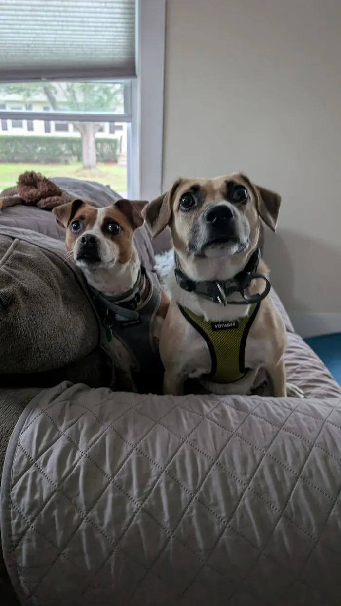 Two dogs curled up together on a dog bed by the window