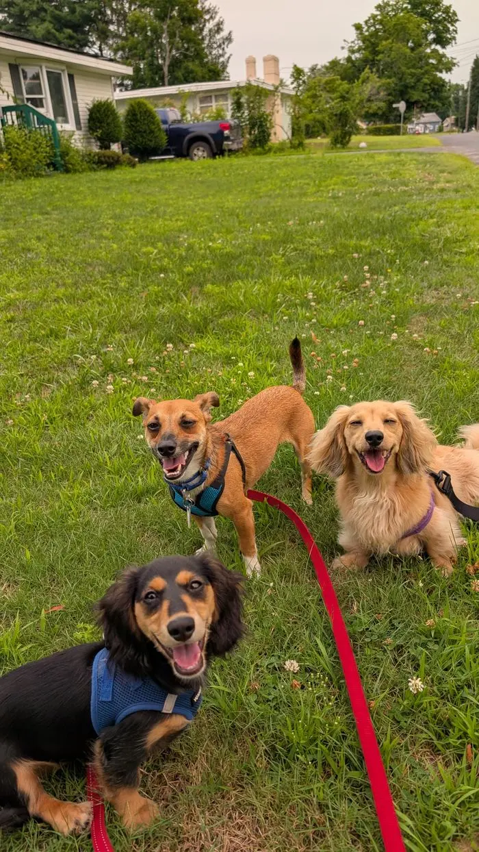 Three small dogs out on the grass in the yard