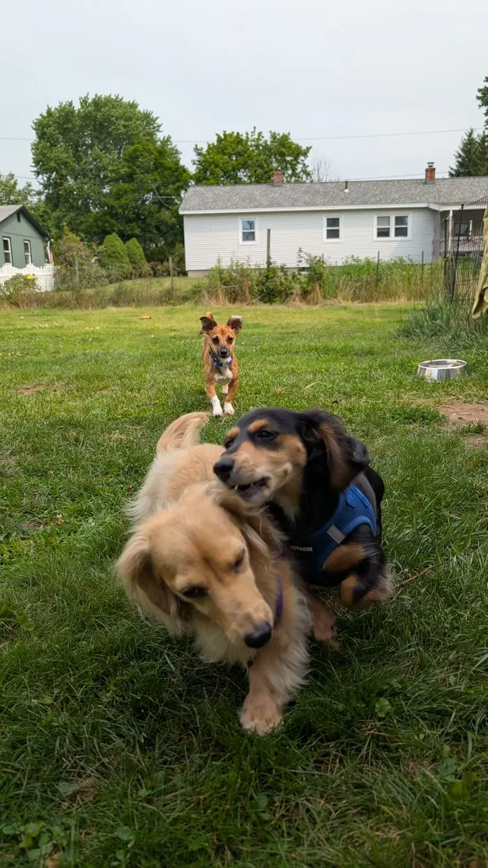 Dogs playing in a large fenced back yard